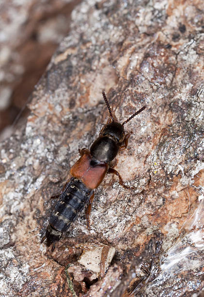istock Rove beetle, staphylinidae on tree, macro photo 178610528