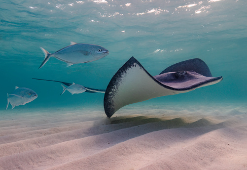 Eye level with a Southern Stingray (Hypanus americanus), shadow visible on the sandy seafloor and surface waves visible above. Bar jack fish just to the rear. Photographed in Grand Cayman, Bahamas.