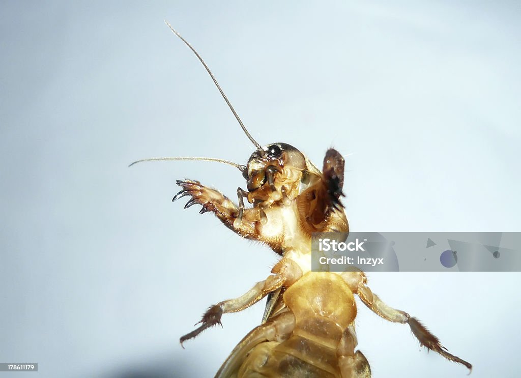 Insectos - Foto de stock de Adulto libre de derechos