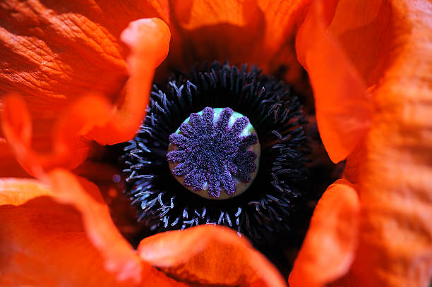 Poppy Flower Detail stock photo