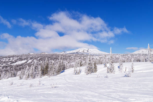 Amazing beautiful winter nature, view of ridge of rock outcrops Camels in Sheregesh ski resort, picturesque snowy panorama with hills, forest and Altai mountains covered snow, clouds blue sky, Russia increíble hermosa naturaleza invernal, vista de la cresta de los afloramientos rocosos camellos en la estación de esquí de sheregesh, pintoresco panorama nevado con colinas, bosque y montañas de altai cubiertas de nieve, nubes cielo azul