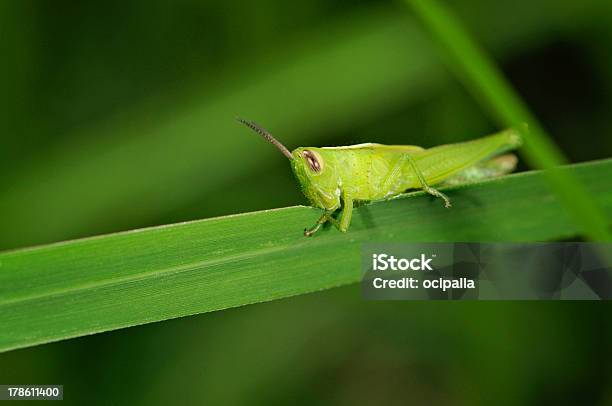 Cavalletta - Fotografie stock e altre immagini di Ala di animale - Ala di animale, Animale, Animale nocivo