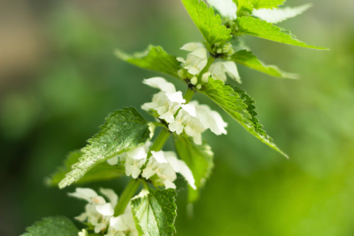 Close-up of the flowers from a white (dead)nettle with a green background.