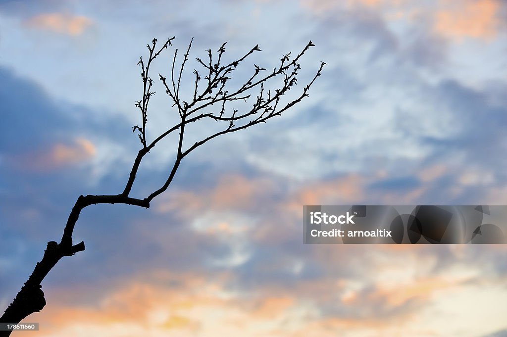 branch in sunset bare branch in front of evening- sky Autumn Stock Photo