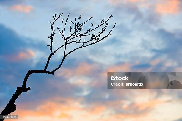Branch In Sunset Stock Photo - Download Image Now - Autumn, Back Lit, Backgrounds