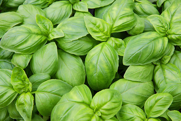 istock green basil leaves ready to taste the tasty kitchen recipes 178611749