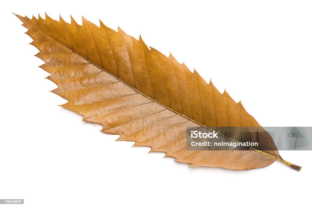 Chestnut tree leaf One chestnut tree leaf isolated in white background Abstract Stock Photo