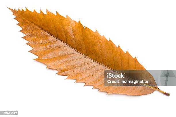 Chestnut Tree Leaf Stock Photo - Download Image Now - Abstract, Autumn, Backdrop - Artificial Scene