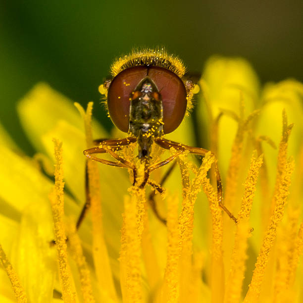 Hoverfly eating pollen from a Dandelion stock photo