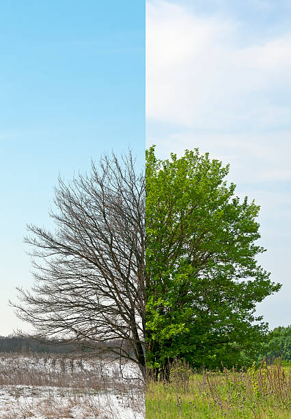 istock Winter- and springtime tree fifty-fifty 178612863