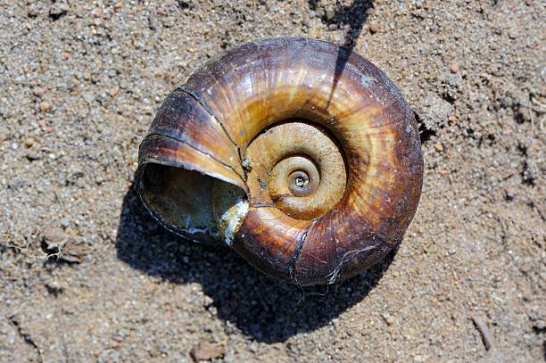 Shell Chirality 10+ Chirality Stock Photos, Pictures & Royalty-Free Images - iStock