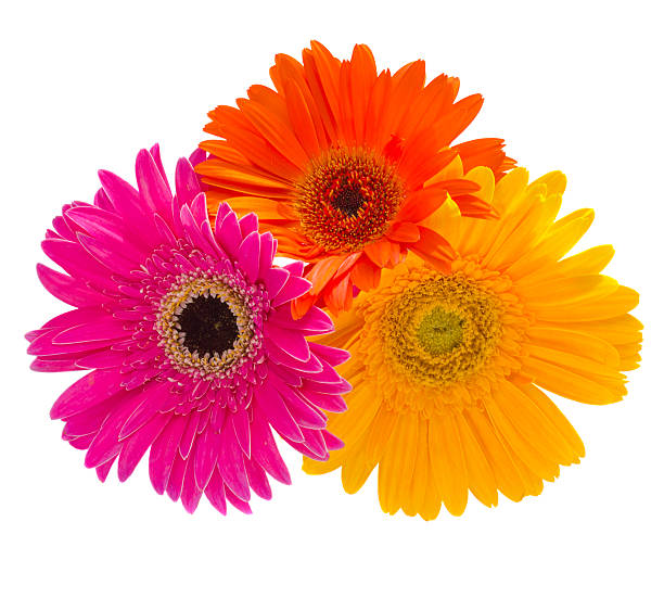 istock bouquet of gerbera flowers 178613002