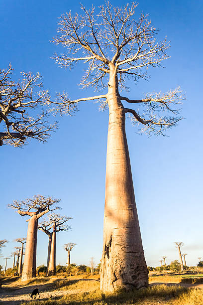 istock The Baobab Alley 178613050