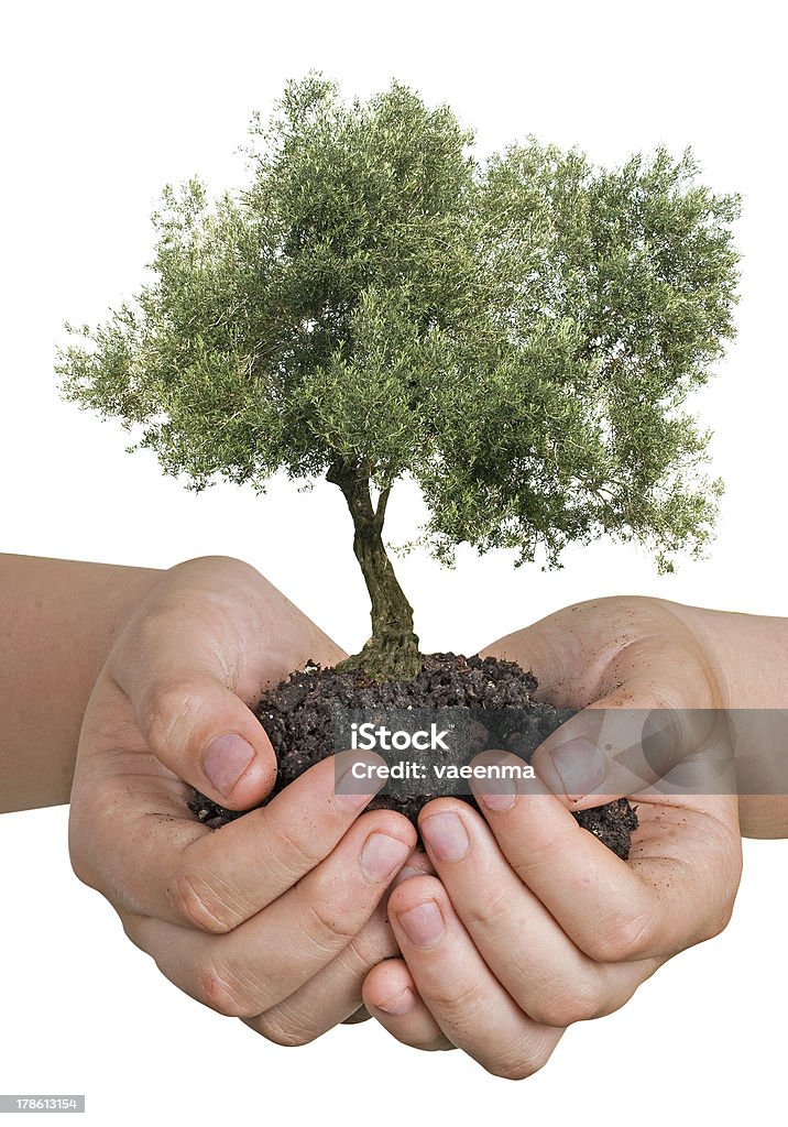 Olive tree em mãos Como um presente - Foto de stock de Adulto royalty-free