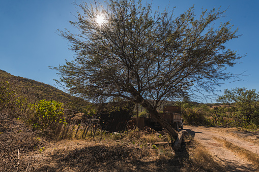 Rudimentary oven for burning or firing bricks for construction behind a tree.