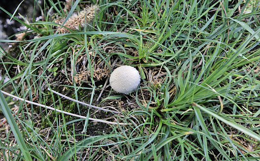 White mushroom in Khaplu, Hanjor.