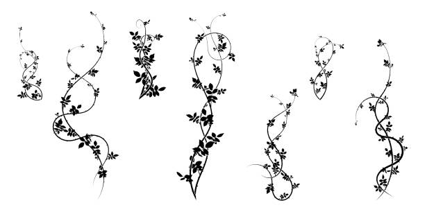 담쟁이덩굴 패턴 산사나무 식물 장식용. 주식 - black and white scroll shape pattern illustration and painting stock illustrations