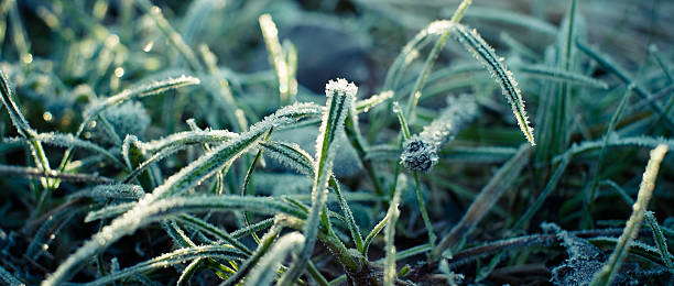 Frozen grass stock photo