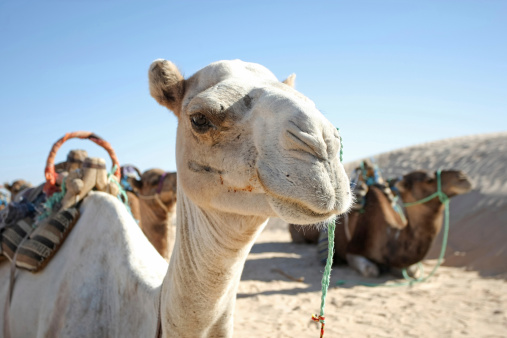 Two Camels dromedary resting lying on the sand. On blue sky background