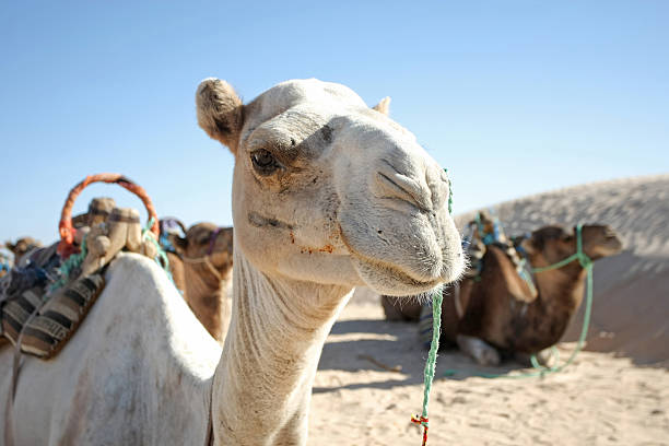 Camel portrait Douz, Kebili, Tunisia - September 17, 2012 : Beduins leading tourists on camels at the Sahara desert. Camels are resting during break time on September 17, 2012 in Douz, Kebili, Tunisia tunisia sahara douz stock pictures, royalty-free photos & images