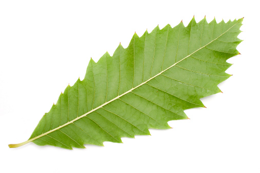 One chestnut tree leaf isolated in white background