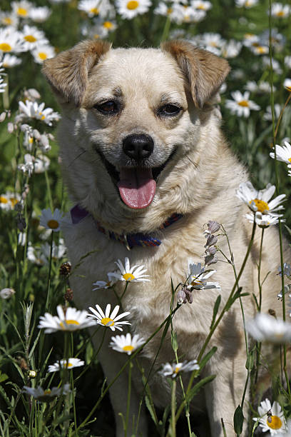istock Mixed-breed dog sitting in flower meadow 178614724