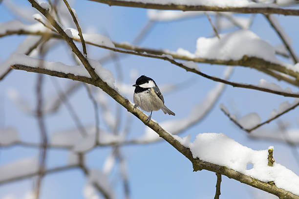 Bird on a tree Bird in Winter on a tree knurl stock pictures, royalty-free photos & images