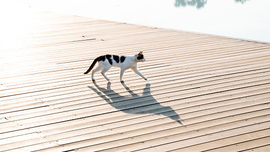 The shadow of a stray cat on the road, the morning walk of a cat along the embankment, a pier where animals walk, a river cat, a silhouette of a cat in the sun, a hunter beast. High quality photo
