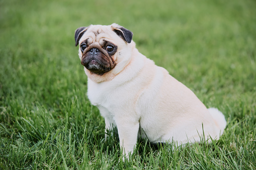 Cute pug dog sitting on a green grass background and looking at the camera. Copy space