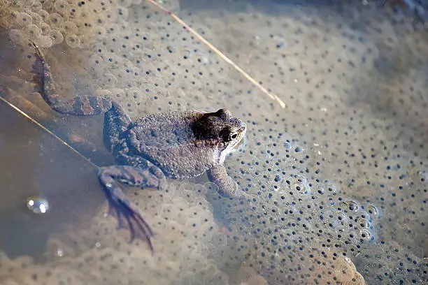 closeup of frog sitting on its frogspawn