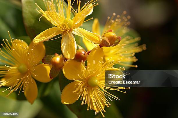 St Johns Wort Stockfoto und mehr Bilder von Alternative Medizin - Alternative Medizin, Baumblüte, Blume