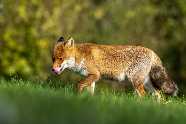 istock red fox in the autumn colors 1786161272