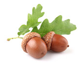 Acorn with leaves