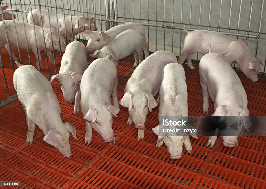 Lattonzoli in enclosure - Foto stock royalty-free di Agricoltura