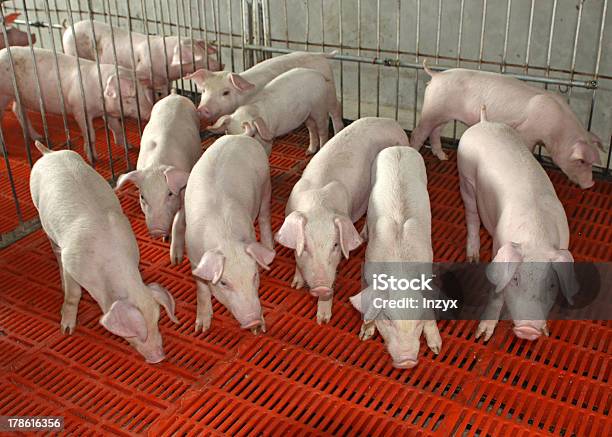 Lattonzoli In Enclosure - Fotografie stock e altre immagini di Agricoltura - Agricoltura, Ambientazione interna, Maiale - Ungulato