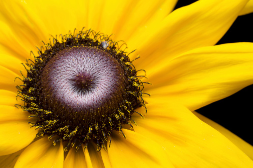 A closed up image of a Black-eyed Susan flower.