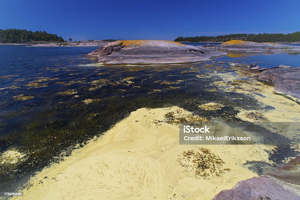 Prolifération d'algues de la mer Baltique - Photo de Mer Baltique libre de droits