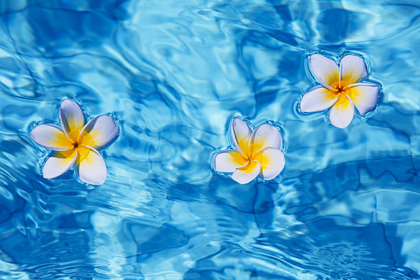 istock Tropical frangipani flower in water 178617301