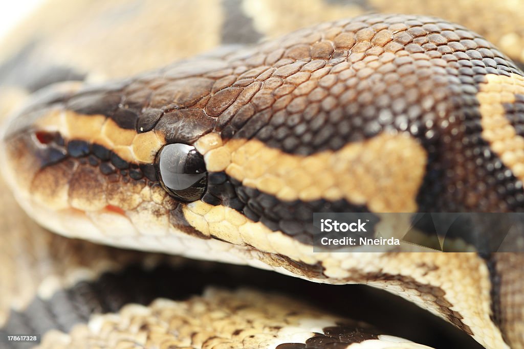 Ball Python Close Up Stock Photo - Download Image Now - Animal, Animal ...