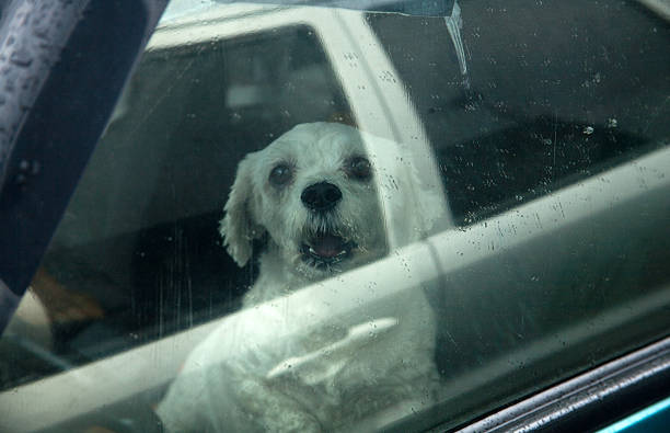 istock Puppy was left in the car 178617362