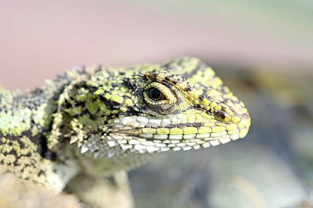 istock closeup of lizards 178617472