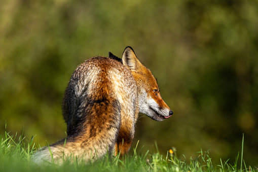 the red fox walks in the fields immersed in the colors of autumn