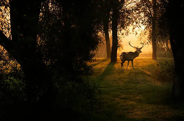 Photo of a deer in sunrise.