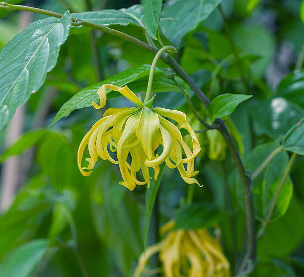 Ylang-Ylang flower Ylang-Ylang flower on tree ylang ylang stock pictures, royalty-free photos & images