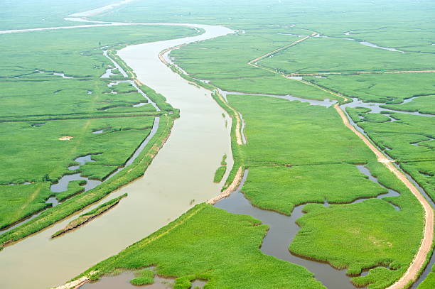 istock Marshes in wetlands 178617712