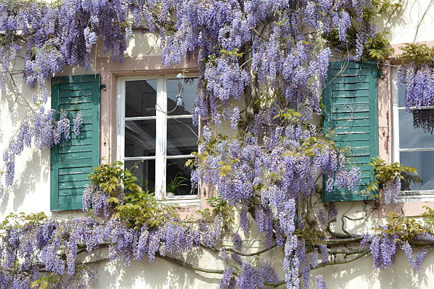 wisteria stock photo