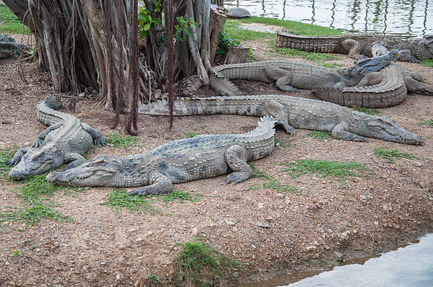 istock Many fresh water crocodiles on land. 178617865