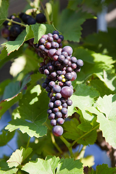 istock Grapes prosper well at the housewall 178617868