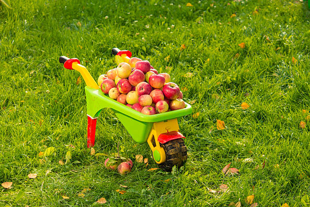 Fresh apples in a garden on the grass in the autumn.