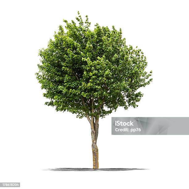 Зеленый Дерево На Белом Фоне — стоковые фотографии и другие картинки Без людей - Без людей, Белый, Большой